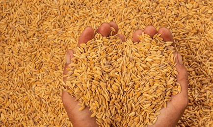Agriculture